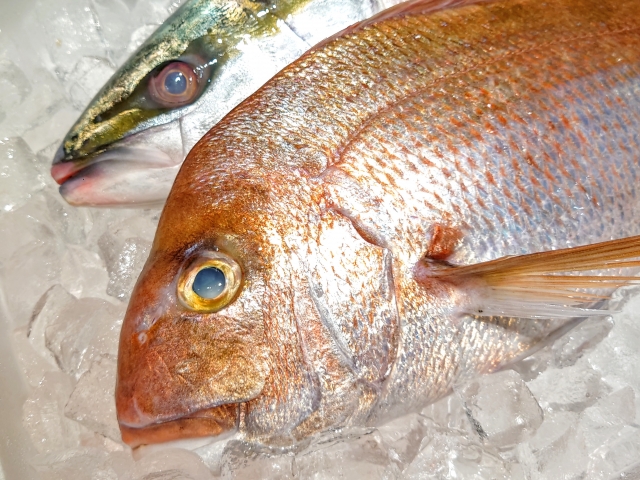 瀬戸内海産のお魚